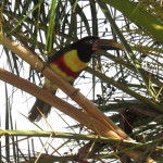 COPACOL - 01.08.2025 008