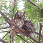 COPACOL - 07.08.2025  031